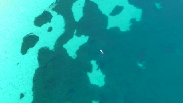 Stunning Turquoise Beach in Australia with a girl swimming on it with a seal nearby. Filmed with a drone
