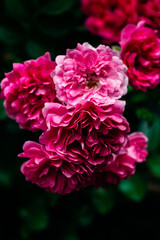 Pink rose flowers close up. Climbing rose