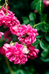 Pink rose flowers close up. Climbing rose