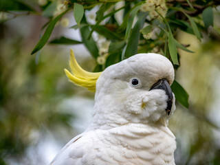 Cockatoo Head