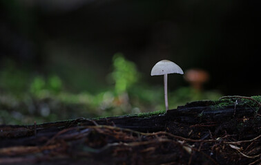 Wild forest mushroom macro closeup 