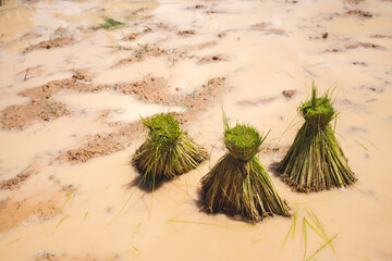 Seedlings for planting in the sun, in the field, in nature, farmer's occupation, in Thailand, Asia, rice plant