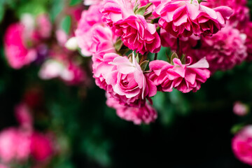 Pink rose flowers close up. Climbing rose