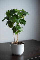 interior design, coffee house tree in white pot on gray wall background, green plant