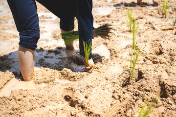 
People are planting in the middle of the field. There are seedlings in the field. There is water. There is soil, mud, in the sun. In Thailand, Asia.