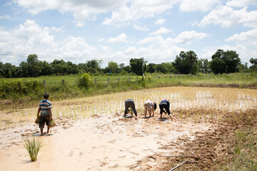 
People are planting in the middle of the field. There are seedlings in the field. There is water. There is soil, mud, in the sun. In Thailand, Asia.