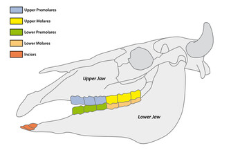 Construction of a cattle tooth dental formula © lesniewski