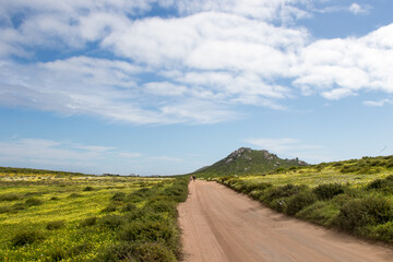 Rough road through a field of yellow flowers to the horizon