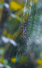 Black and yellow spider sitting on the web with green background. Black Widow Spider, macro spider making a web. Copy space.