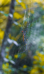 Black and yellow spider sitting on the web with green background. Black Widow Spider, macro spider making a web. Copy space.