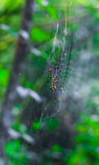 Black and yellow spider sitting on the web with green background. Black Widow Spider, macro spider making a web. Copy space.