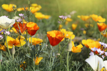 Fototapeta na wymiar Summer backgroung. Flowers of eschscholzia californica or golden californian poppy, cup of gold, flowering plant in family papaveraceae