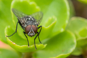 Housefly