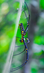 Black and yellow spider sitting on the web with green background. Black Widow Spider, macro spider making a web. Copy space.
