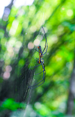 Black and yellow spider sitting on the web with green background. Black Widow Spider, macro spider making a web. Copy space.