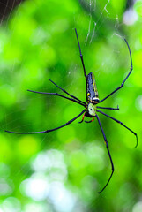 Black and yellow spider sitting on the web with green background. Black Widow Spider, macro spider making a web. Copy space.