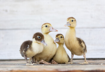 little ducklings on wood planks
