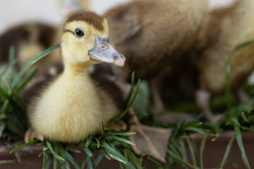 little ducklings on grass