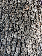 Bark texture of an oriental plane (Platanus orientalis) tree