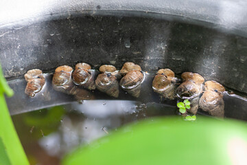 River snail, Viviparidae or Filopaludina martensi that clings to the edge of a plastic bucket that farmers raise.