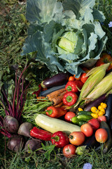 Harvest of vegetables