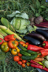 Harvest of vegetables