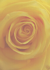 Obraz na płótnie Canvas Yellow large rose performs the background for the design.3d