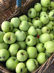 green apples in a basket