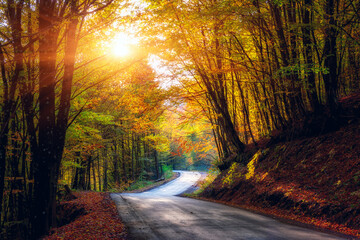 Narrow winding road in dark autumn forest, beautiful landscape with colored trees and sun, natural travel background, Carpathian mountains