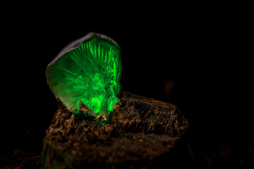 Ghost mushroom (Omphalotus nidiformis) a bioluminescent fungus SW Sydney Australia, To naked eye it...