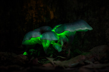 Ghost mushroom (Omphalotus nidiformis) a bioluminescent fungus SW Sydney Australia, To naked eye it...