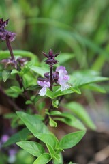 Purple wildflower 