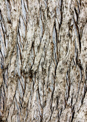 Bark texture of a cpyress (Cupressus sp) tree