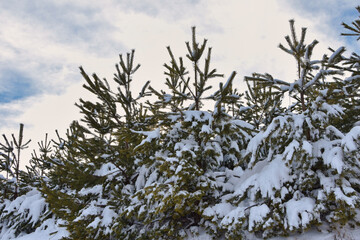 snow covered branches of a tree