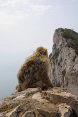 Barbary macaque sitting in Gibraltar Rock
