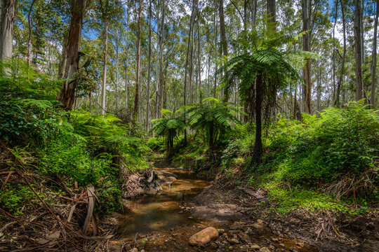 Blue gum creek, Nattai N.P, NSW, Australia.
green fern and blue gums