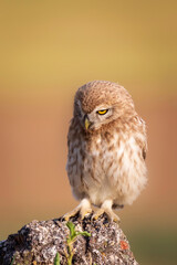 Little owl. Colorful nature background. Athene noctua.  
