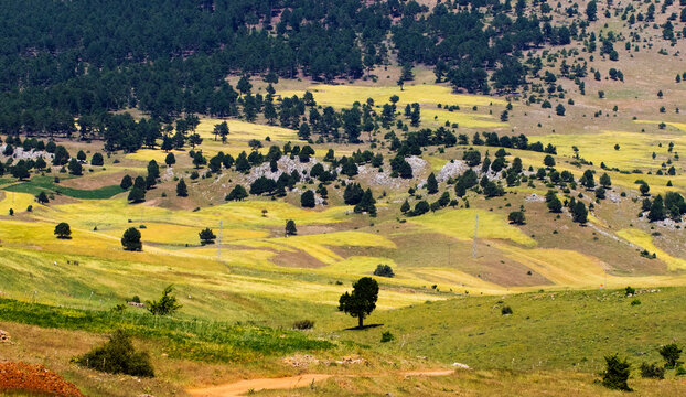 Deforestration for agricultural production