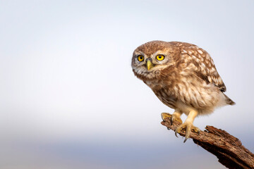 Little owl. Colorful nature background. Athene noctua.  