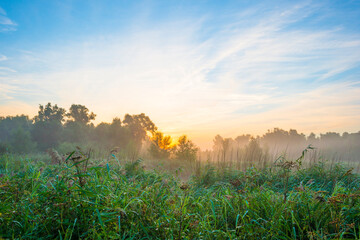 The edge of a misty lake with reed and wild flowers in wetland in sunlight at sunrise in summer, Almere, Flevoland, The Netherlands, August 25, 2021