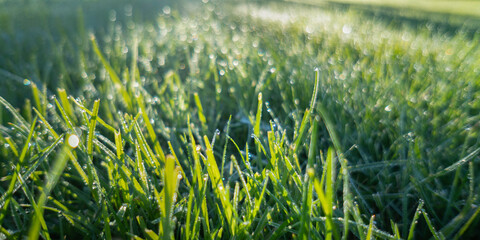 Panorama image of lush green grass on meadow with drops of water dew in morning sunlight. Beautiful artistic image of purity and freshness of nature, copy space.