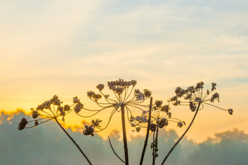 Wild flowers in a misty field in wetland in sunlight at sunrise in summer, Almere, Flevoland, Netherlands, August 25, 2021