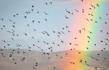 Flying birds and Rainbow. Blue sky background.