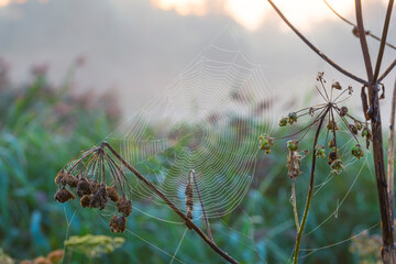 The edge of a misty lake with reed and wild flowers in wetland in sunlight at sunrise in summer, Almere, Flevoland, The Netherlands, August 25, 2021