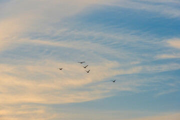 Flock of geese flying in a bright blue misty sky in sunlight at sunrise in summer, Almere, Flevoland, The Netherlands, August 25, 2021