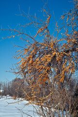Common Sea Buckthorn (Hippophae rhamnoides) in orchard