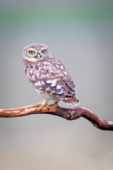 Little owl. Colorful nature background. Athene noctua.  