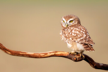 Little owl. Colorful nature background. Athene noctua.  
