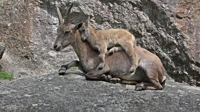 Young baby mountain ibex with its mother on a rock - capra ibex in a german park