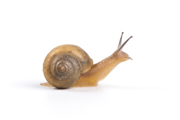 a snail isolated on white background